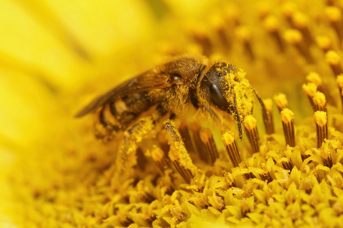 Polen de abeja